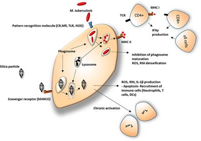 Immunity to the Dual Threat of Silica Exposure and Mycobacterium tuberculosis